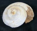 Fossil Gastropod (Pleurotomaria) - Madagascar #9557-1